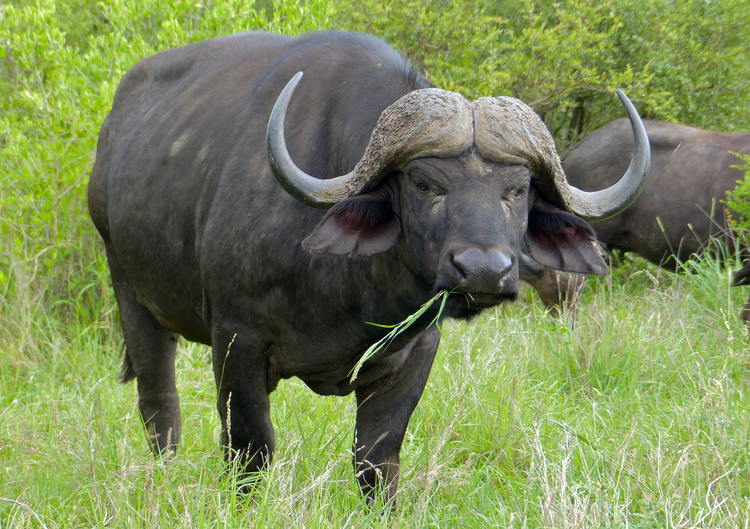 Cape_Buffalo__Syncerus_caffer___11491733994__1_