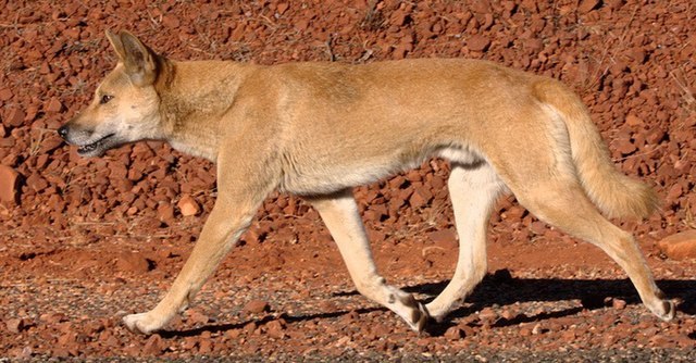 640px-Dingo_walking_1_