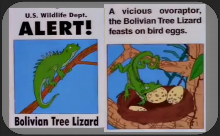 lizards