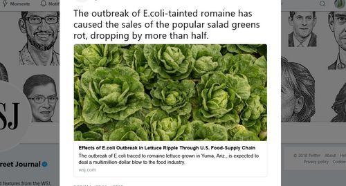 lettuce