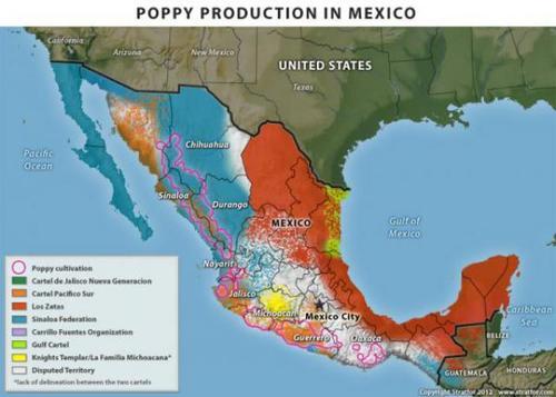 Poppy_cultivation_Mexico