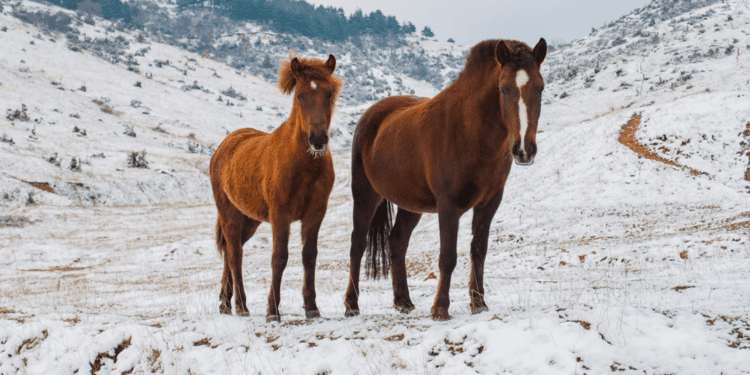 horseykeepyourtailup