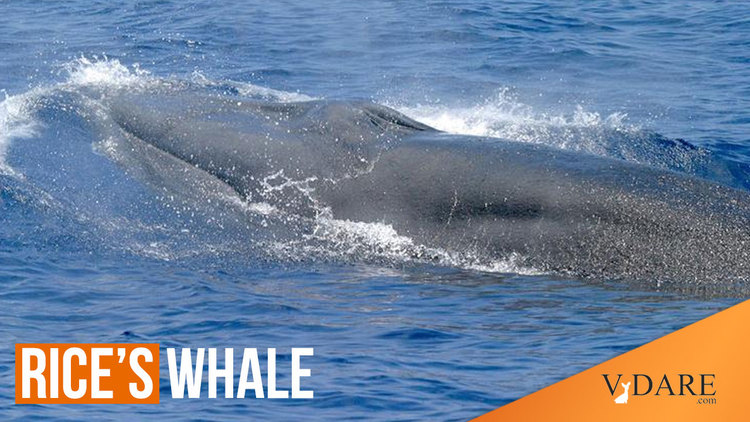 VDARE-sailer-whale-exitinction